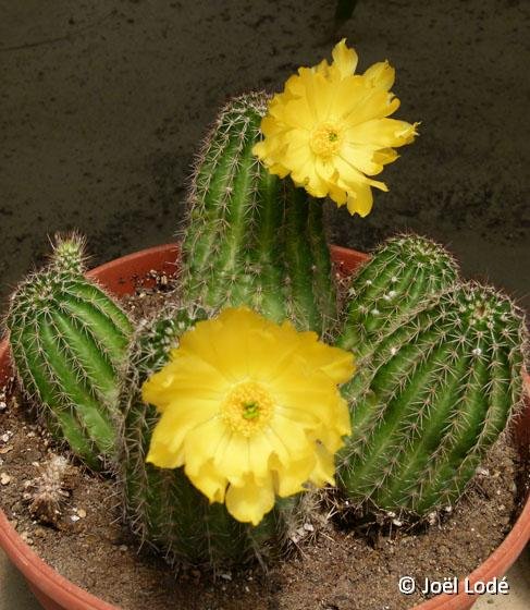 Echinocereus stoloniferus ssp. tayopensis Lau090 JLcoll.1284